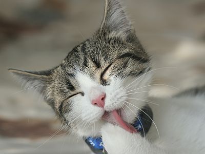 pet2